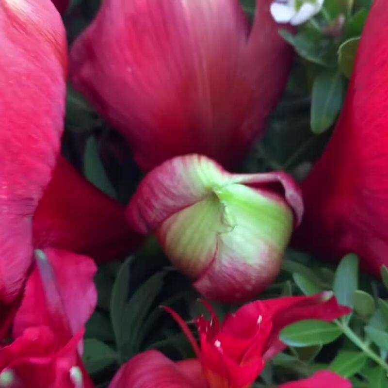 Авторский букет с амариллисом ,,Огонь любви